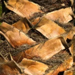 Écorce de manguier séchée (Aldanke / Mangifera indica) — remède traditionnel africain pour la santé féminine et la purification utérine