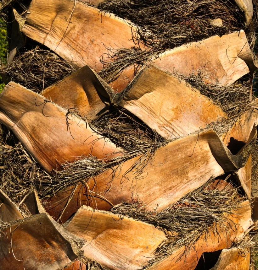 Écorce de manguier séchée (Aldanke / Mangifera indica) — remède traditionnel africain pour la santé féminine et la purification utérine
