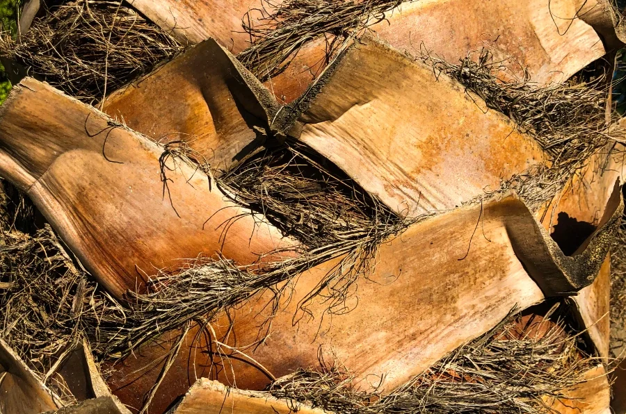 Écorce de manguier séchée (Aldanke / Mangifera indica) — remède traditionnel africain pour la santé féminine et la purification utérine