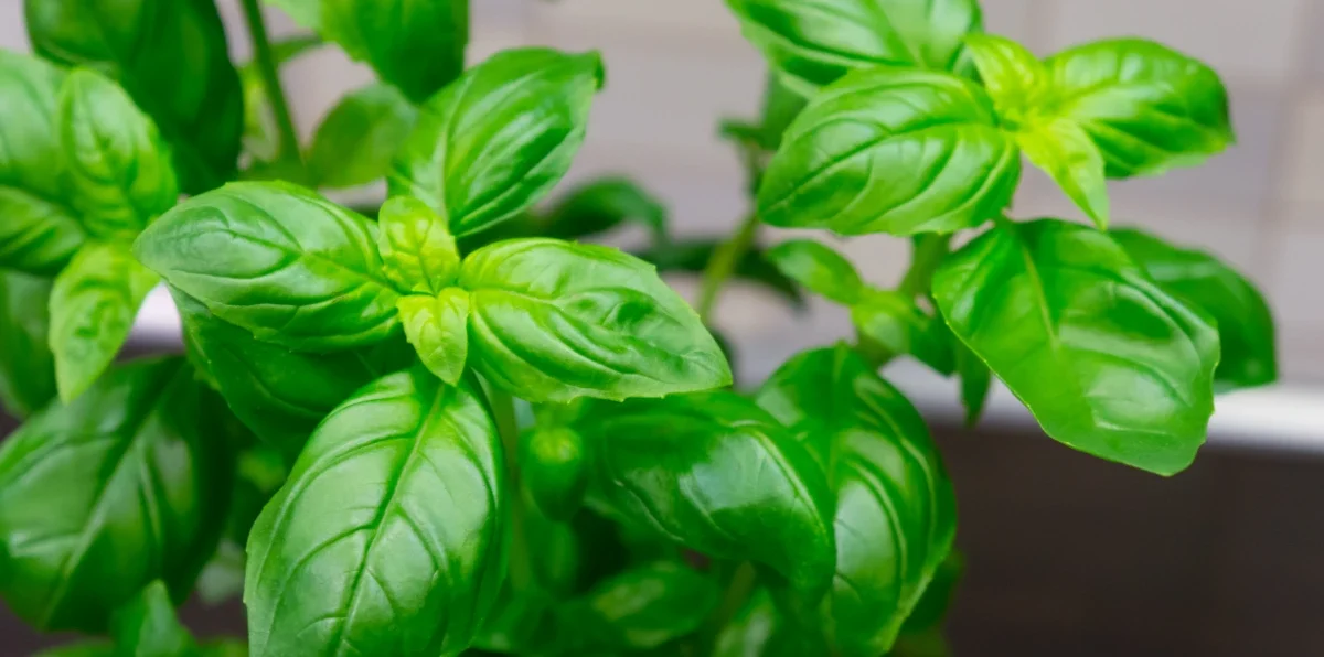 Feuilles fraîches de basilic (Ocimum basilicum) — herbe royale aux propriétés anti-inflammatoires, antibactériennes et adaptogènes