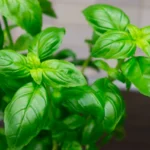 Feuilles fraîches de basilic (Ocimum basilicum) — herbe royale aux propriétés anti-inflammatoires, antibactériennes et adaptogènes