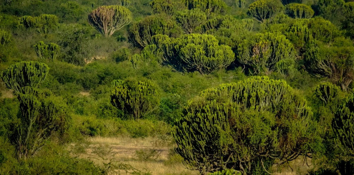 Les 4 plantes médicinales africaines Djeka, Aldanke, 4 Côtés et Digidier — pharmacopée ouest-africaine pour la santé féminine et la peau