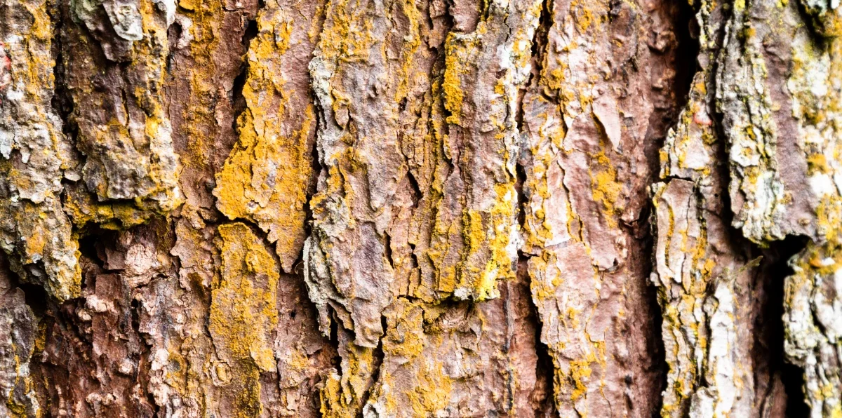 Écorce séchée de khassou khay (Khaya senegalensis / caïcédrat) — remède antipalustre et anti-inflammatoire de la pharmacopée sénégalaise