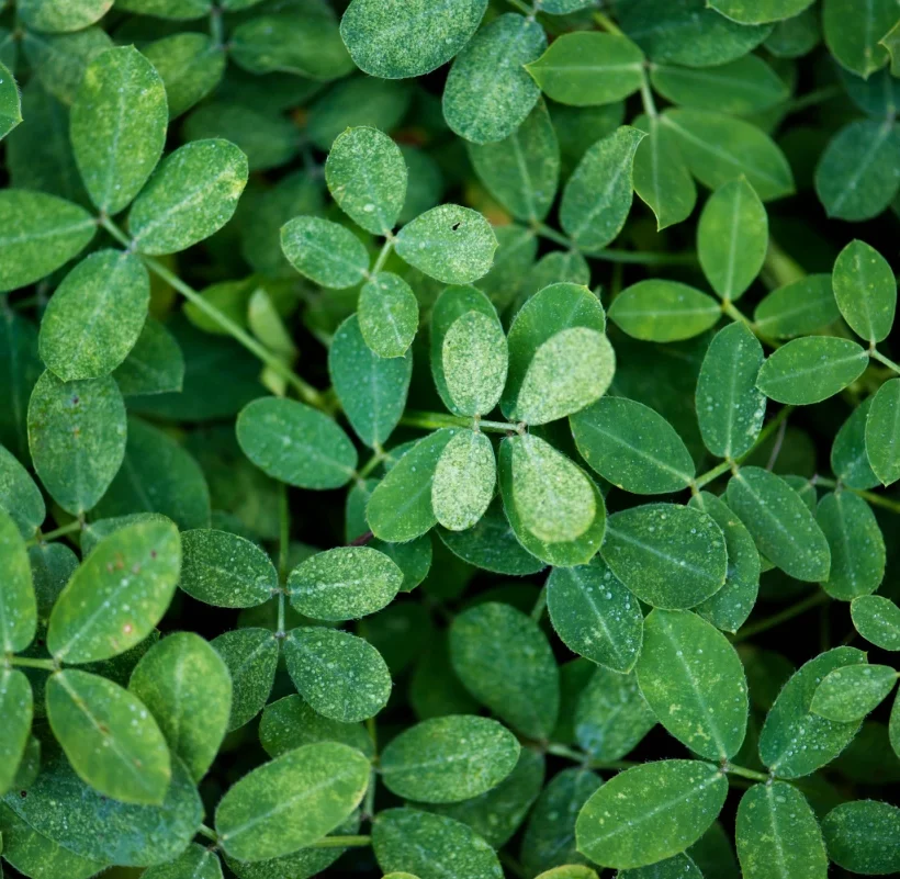 Feuilles fraîches de moringa (Moringa oleifera) — superaliment africain riche en vitamines et minéraux