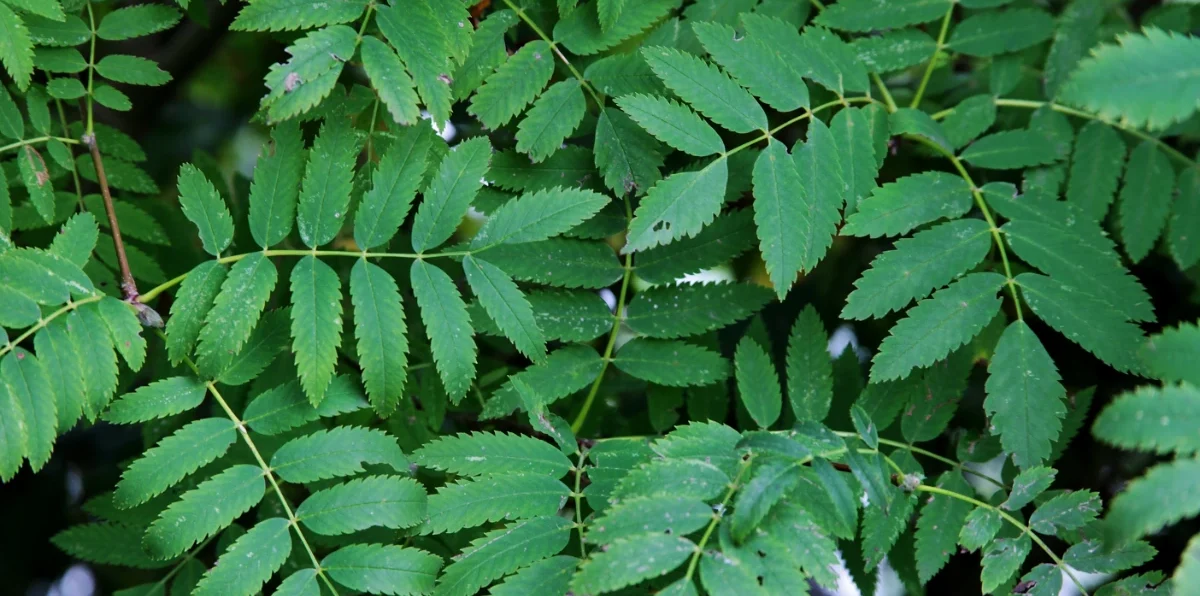 Feuilles et branches de neem (Azadirachta indica) — plante médicinale africaine aux multiples vertus antiparasitaires et antibactériennes